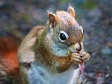 Red Squirrel Closeup_00399